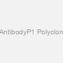 Polyclonal AntibodyP1 Polyclonal Antibody
